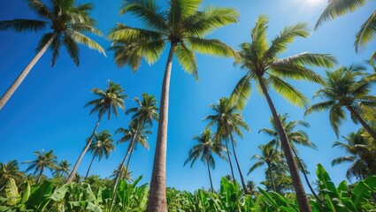 Obraz premium A tall coconut palm tree reaching up to a bright blue sky, surrounded by lush green banana plants in the foreground.