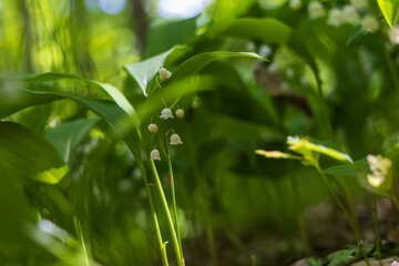 Lily of the valley - Convallaria majalis - white flower with green leaves in the forest. Beautiful bokeh. Poisonous flower