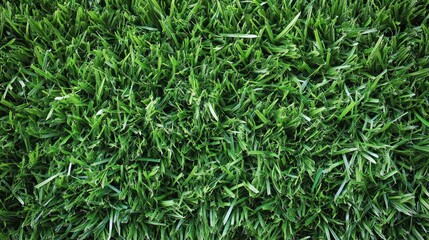 Obraz premium Lush green grass texture