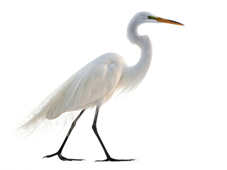 Egret animal png white egret bird png graceful egret bird species png heron-like egret bird png wild egret species png transparent png