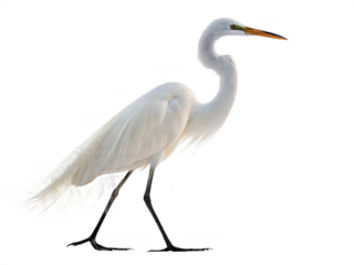 Egret animal png white egret bird png graceful egret bird species png heron-like egret bird png wild egret species png transparent png
