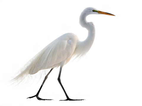 Egret animal png white egret bird png graceful egret bird species png heron-like egret bird png wild egret species png transparent png