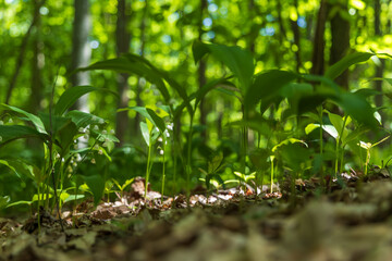 Lily of the valley - Convallaria majalis - white flower with green leaves in the forest. Beautiful bokeh. Poisonous flower