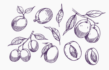 Plum. Set of vector realistic sketch illustrations, hand drawn fruits, monochrome