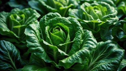 Obraz premium Close-Up of White Napa Cabbage Leaves and Brassica Plant Growing in Chinese Fields