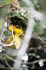 Beautiful ploceus castaneiceps, yellow bird, builds a nest on the branches of a tree.
