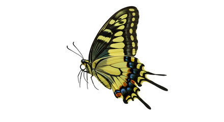 Obraz premium Monarch Butterfly Isolated on White Background, Vivid Butterfly with Wings Spread on white background, Beautiful Monarch Butterfly Close-Up on white background