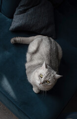 silver domestic cat on sofa in apartment, top view
