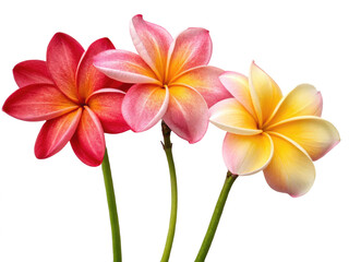 Fototapeta premium Fresh flowers png fresh cut flowers png bouquet of fresh flowers png seasonal fresh flowers png colorful fresh flowers png transparent png