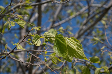 Fototapeta premium Celtis caucasica. tree. dardagan. citlenbik.
