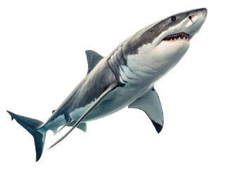 Great white shark animal png great white shark species png great white shark in ocean png predator great white shark png underwater great white shark png transparent png