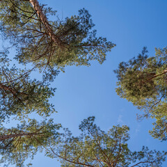 Looking up at pine trees and blue sky in the forest