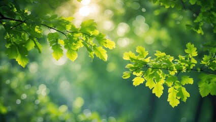 Obraz premium Bokeh-enhanced scene of green beech leaves in a natural setting