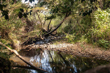 stream in the forest in Southern Chile, Los Nukos