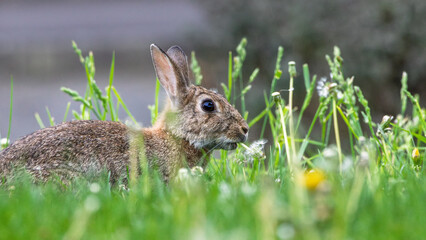 A rabbit is eating grass in a field
