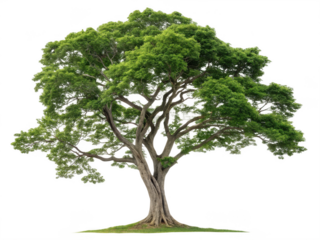 Hickory tree png hickory tree bark png hickory tree leaves png mature hickory tree png hardwood hickory tree png transparent png