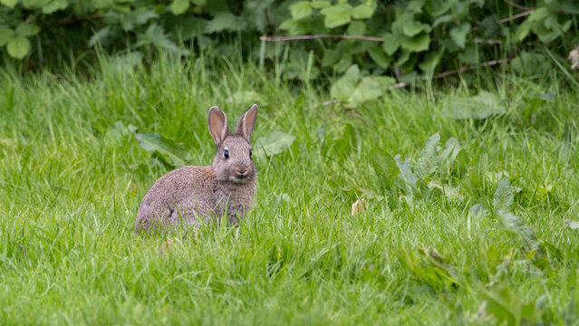 A rabbit is standing in a grassy field