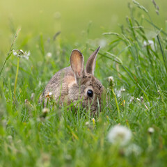 A rabbit is in a field of grass