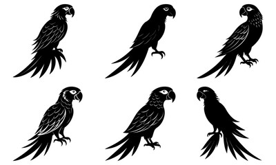 Fototapeta premium Macaw Silhouette vector