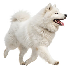 alaskan malamute puppy isolated on transparent background