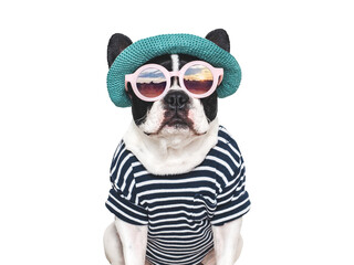 Cute puppy, sun hat, sunglasses and striped t-shirt. Travel preparation and planning. Closeup,...