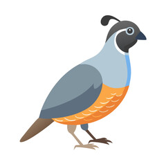 Flat graphic illustration of California Quail bird on black