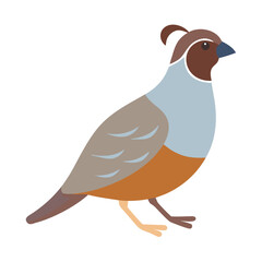 Isolated cartoon illustration of California Quail on black background