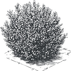 Black and white detailed illustration of a leafy shrub or bush with dense foliage and branches