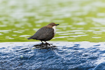 Cinclus cinclus aka White-throated dipper. Rare water bird in his habitat. Nature of Czech...