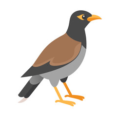 Isolated cartoon illustration of a Myna bird on black