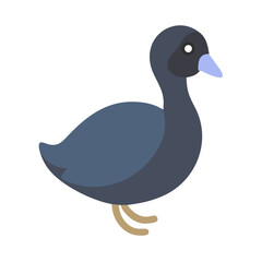 Isolated Eurasian Coot illustration in flat graphic style