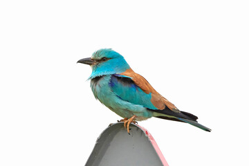 European roller (Coracias garrulus)