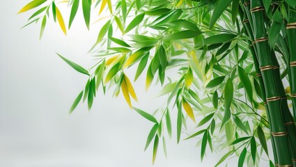 Obraz premium Green bamboo leaves on a blank white surface.