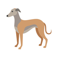 Tan greyhound standing tall on black background