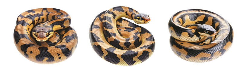 Obraz premium Coiled yellow and black patterned snake, isolated on white background, reptiles or wildlife