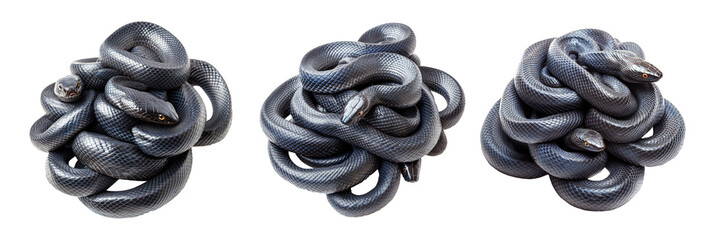 Coiled black snakes tightly intertwined, displaying glossy scales isolated on white background, reptiles or wildlife