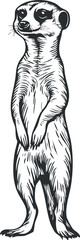 Obraz premium Black and white detailed illustration of a standing meerkat with alert expression and fur texture