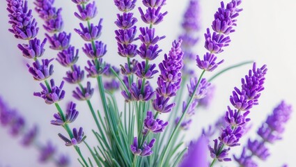 Fototapeta premium Background featuring isolated lavender flowers