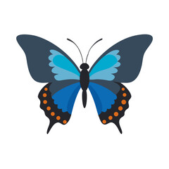 Vector illustration of a butterfly with symmetrical blue wings