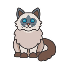 Ragdoll cat sitting cute and isolated on black background