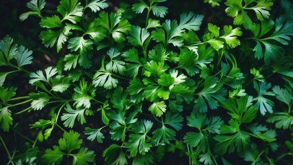 Top-down view of parsley cultivation with lush green parsley leaves