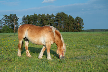 A pedigree brown horse is grazing in the pasture. Agriculture. Animals.