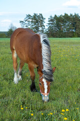A pedigree brown horse is grazing in the pasture. Agriculture. Animals.