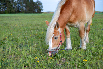 A pedigree brown horse is grazing in the pasture. Agriculture. Animals.