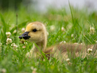 Canada goose gosling in grass