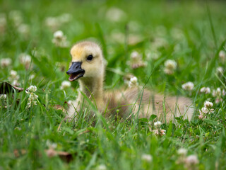 Canada goose gosling in grass