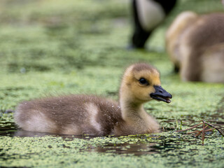 Canada goose gosling feeding in pond with duckweed