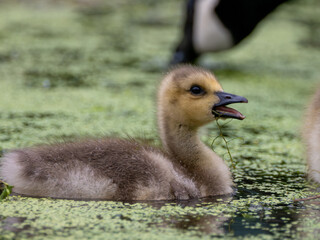 Canada goose gosling feeding in pond with duckweed