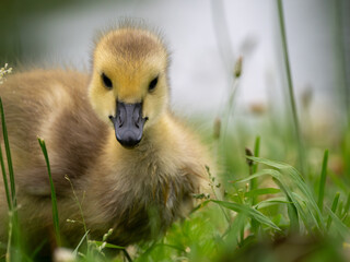 Canada goose gosling in grass