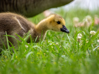 Canada goose gosling in grass